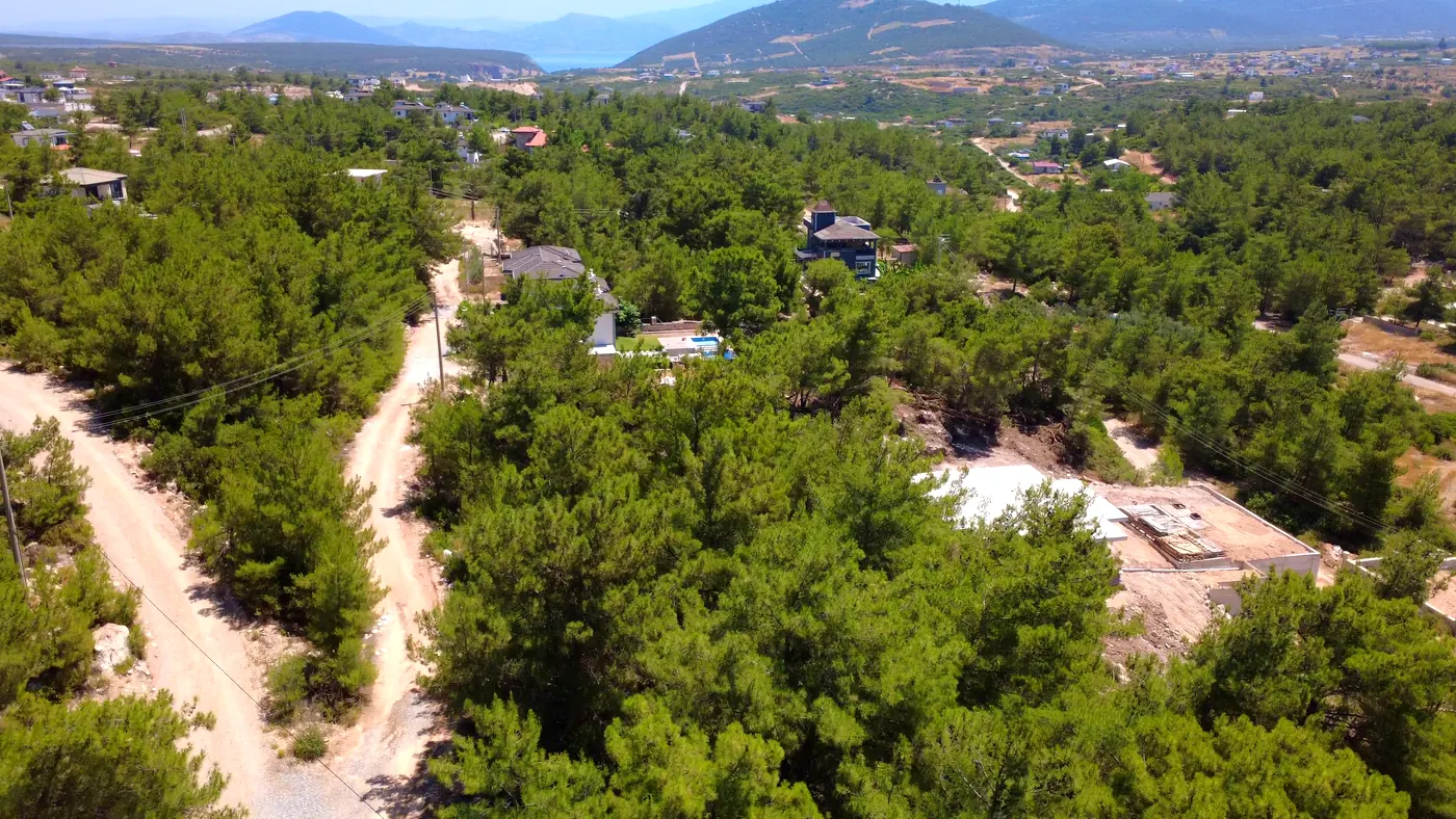 Plots divided by zoning-plan roads among pine trees in Seyrantepe, Didim — aerial view